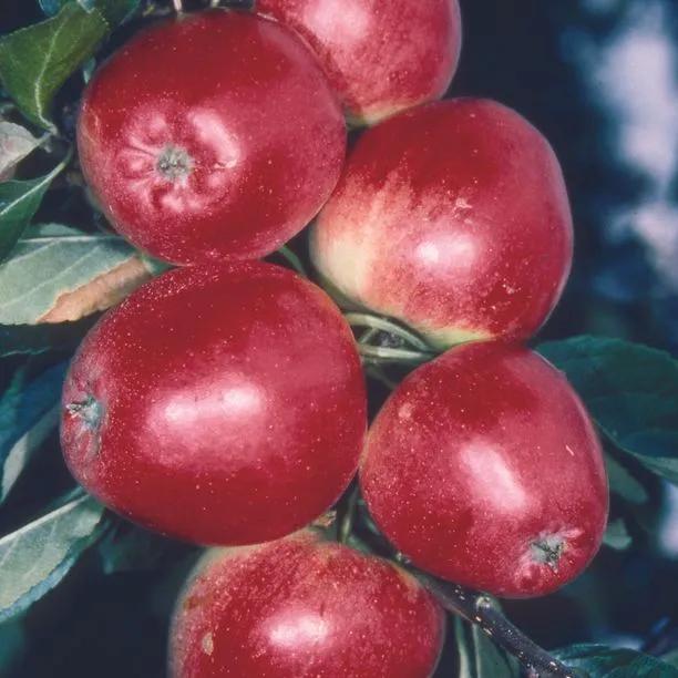 Katy (Katja) Apples trees (Malus domestica Katy)